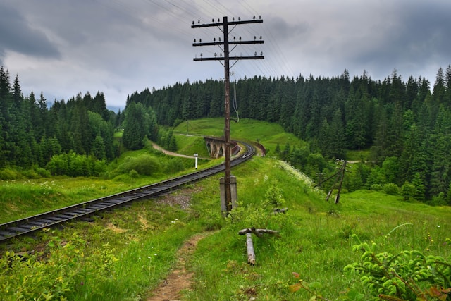 Ліс